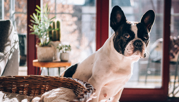 Black and white Boston Terrier sitting on the living room floor behind a wicker basket with an end table that has plants on it and patio doors in the background.