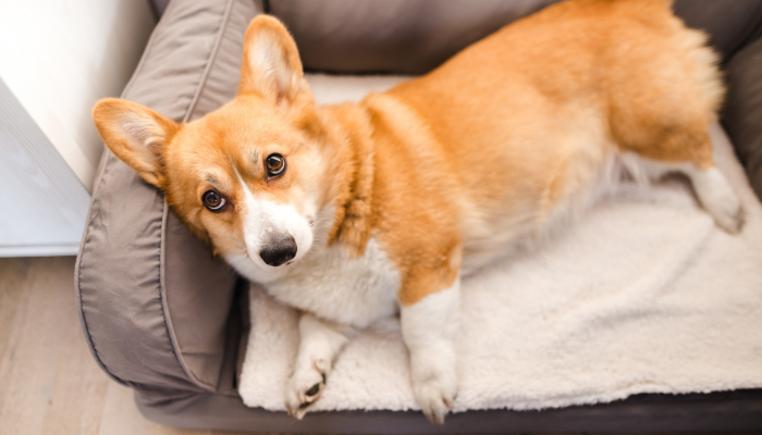 Red and white Pembroke Welsh Corgi laying on a blanket that is on a grey sofa chair in the living room.