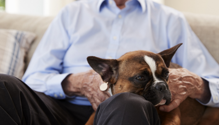 Brown black and white French Bulldog sitting with a senior man on a tan sofa with it’s head laying in the senior man’s lap.