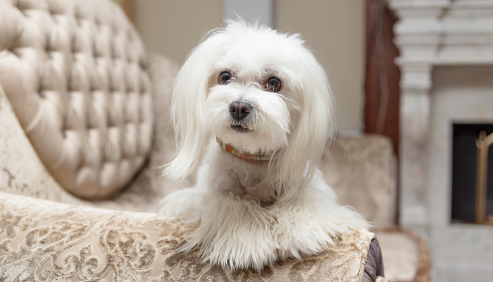 White maltese sitting on a luxurious sofa with an elegant fireplace in the background.