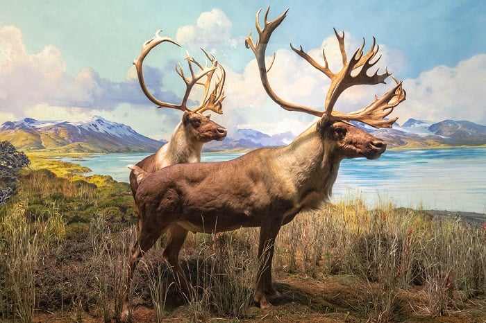 Caribou exhibit from American Museum of Natural History.