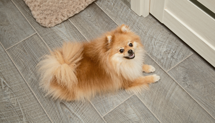 Red Pomeranian laying on the floor in-front of the door.
