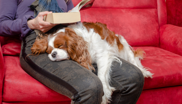 Brown and white Cavalier King Charles Spaniel sleeping on senior woman's lap while the senior woman is reading on a red sofa.