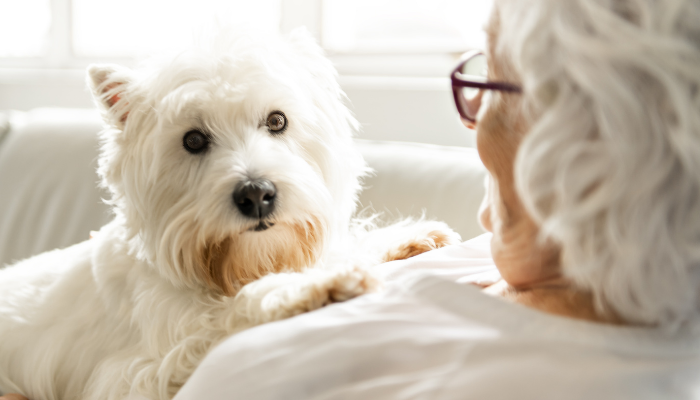 A West Highland  White Terrier laying on a senior woman who is laying on white sofa in-front of a window.