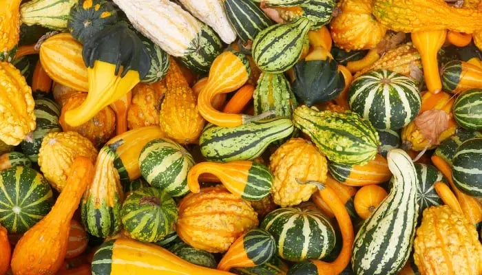 variety of gourds