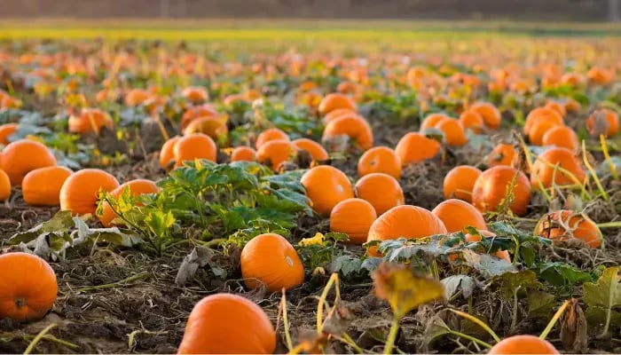 pumpkins in a field for picking