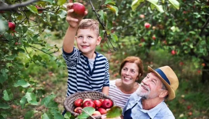 child picking apples with their grandparent