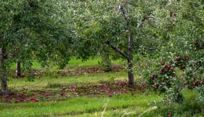 dwarf apple trees in an apple orchard