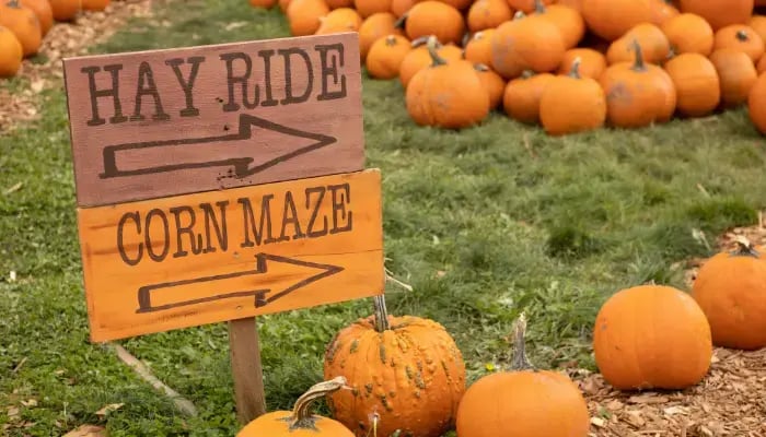 hay ride and corn maze signs at a pumpkin patch