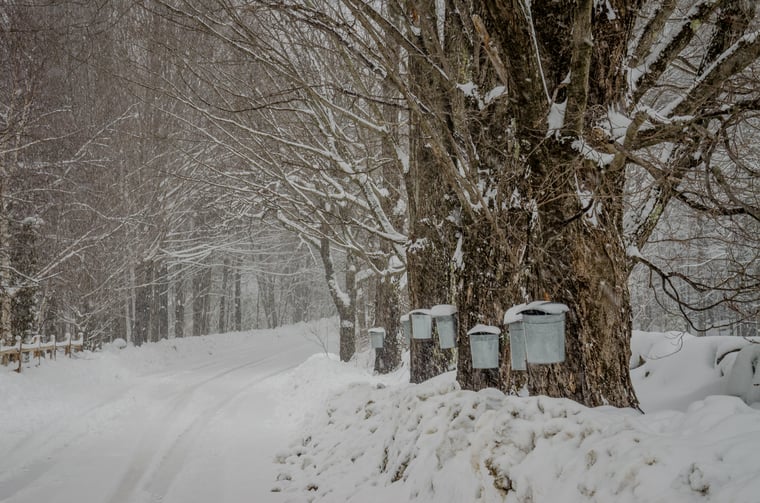 Sugar maple trees in snow with buckets for tapping syrup