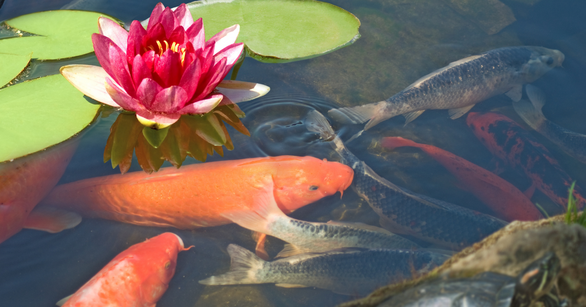 Goldfish in a pond with lily pads and a lotus flower at The Lotus Garden in New York.