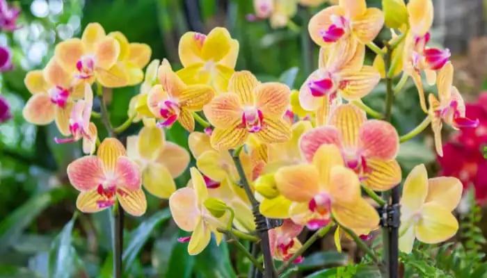 Colorful pink and yellow orchids growing together