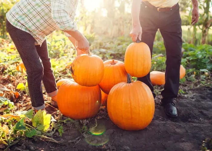 Seniors picking pumpkins in autumn field