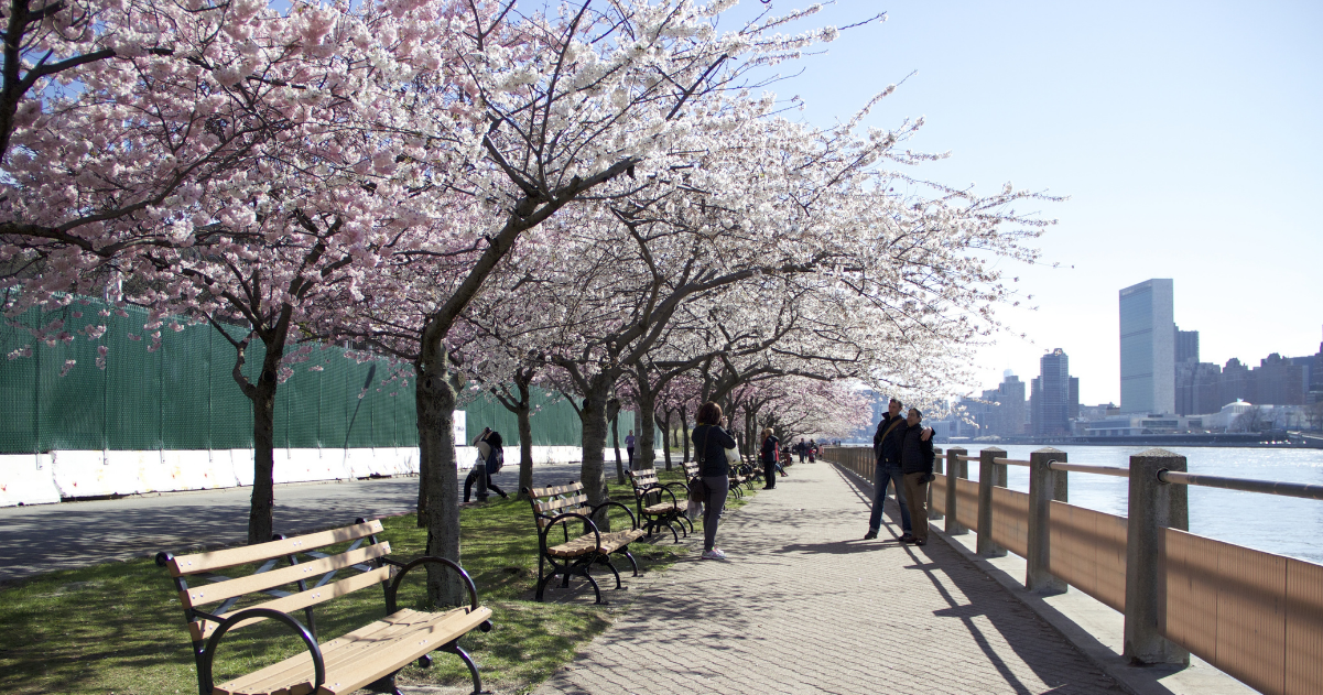 Cherry blossom trees along the Hudson River at Riverside Park.