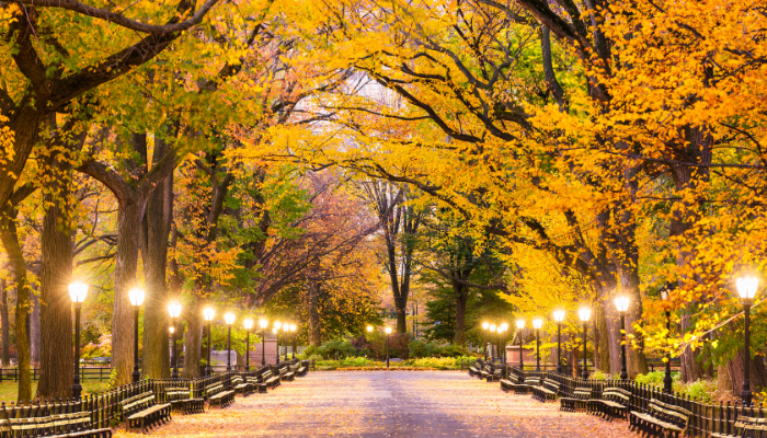 Fall in central park, new york