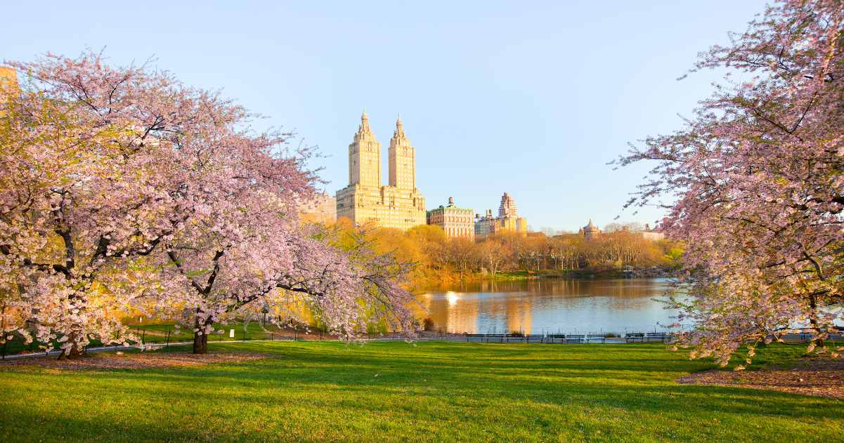 Cherry blossom at the Lake at Central Park and skyline of apartment buildings in upper west side Manhattan.